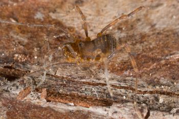 Media type: image; Invertebrate Zoology 138109